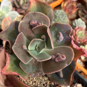 Echeveria Jade Court (carunculada)