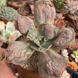 Echeveria Cartucho (carunculada)