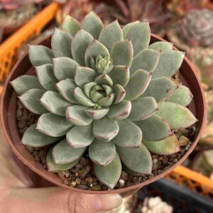 Echeveria Fox Star
