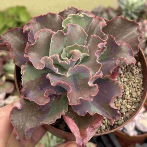 Echeveria Fury Variegada (talla XL)