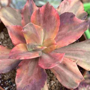 Echeveria Suyon Frills Variegada