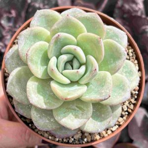 Echeveria Amabille (XL)