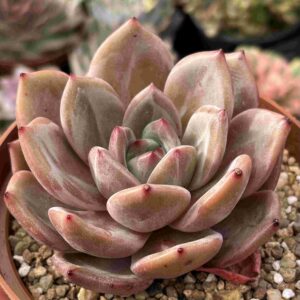 Echeveria Purple Champagne (Coreana)
