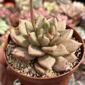 Echeveria Agavoides Psyche