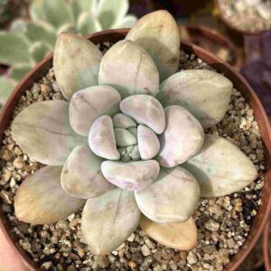 Graptoveria Opalina Water Melon Variegada