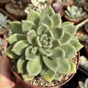 Graptoveria Melody (con hijito)