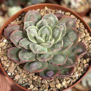 Echeveria Parva x Raindrops (carunculada)
