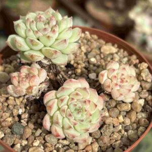 Colonia Echeveria Pink Berry