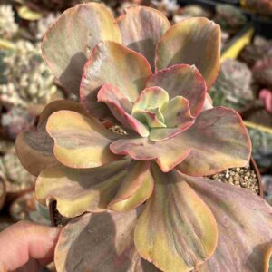 Echeveria Dancing Butterfly Variegada