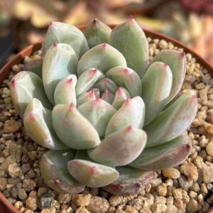 Echeveria Snow Flake Jelly