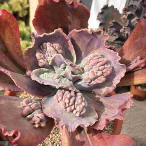 Echeveria 1 (carunculada)