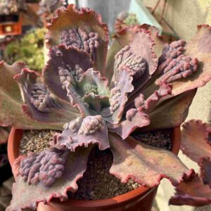 Echeveria 2 (carunculada)