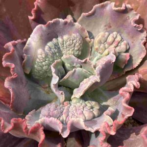 Echeveria 3 (carunculada)