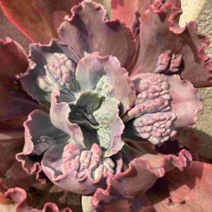 Echeveria 4 (carunculada)