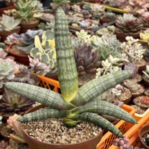 Sansevieria Boncel (XXXL)