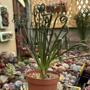 Albuca Spiralis (XXXL)