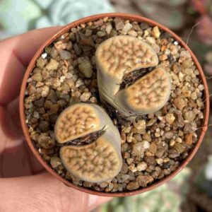 Lithops 1