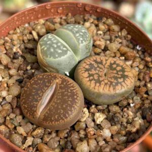 Trio Lithops D