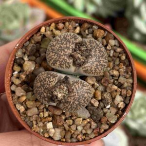 Lithops 4