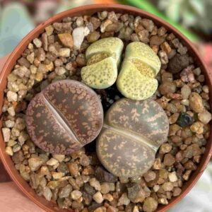 Trio Lithops E