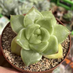 Echeveria Agavoides Hidalgo