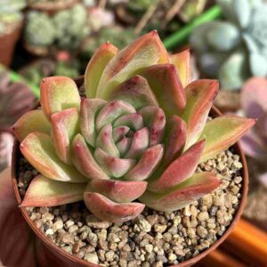 Echeveria Agavoides Cagliari