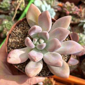 Graptoveria Opalina