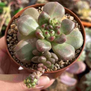 Graptoveria Chanel