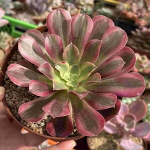 Aeonium Medusa (pequeñas raices)