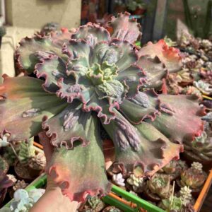Echeveria Virginia Lee (carunculada, roseta 36cm.)