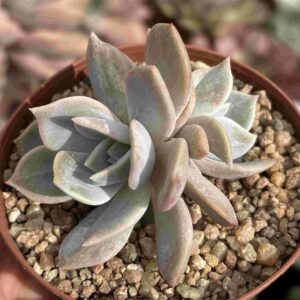 Echeveria Dudu (doble)