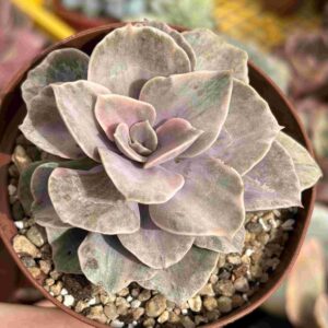 Echeveria Rainbow Variegado Silver