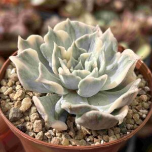 Echeveria Lilacina Variegada