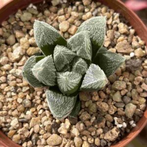 Haworthia White Fox