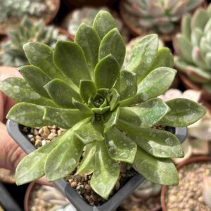 Aeonium