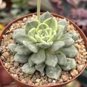 Echeveria Tinkerbell Variegada