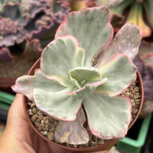 Echeveria Flying Cloud Variegada