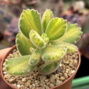 Cotyledon Tomentosa Lemon Stripe Variegado (talla S)