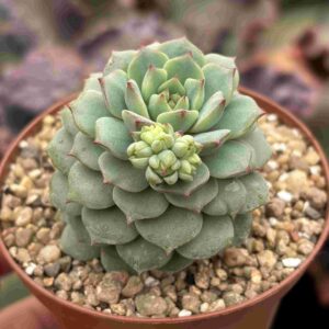 Echevera Panda (Coreana)