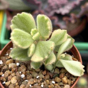 Cotyledon Tomentosa Variegado (talla S)