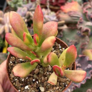 Crassula Ovata Tricolor