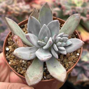 Echeveria Starry Bom bom