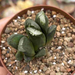 Haworthia Truncata x Maughanii