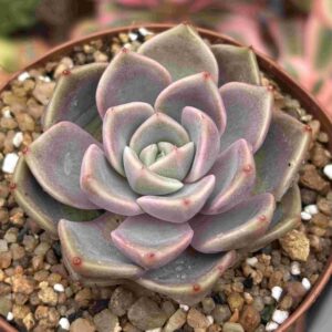 Echeveria Ping