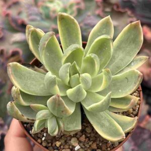 Echeveria Water Lilly Variegada