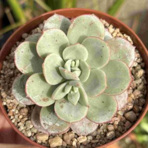 Echeveria Lau Subcorymbosa 026 (con hijitos)