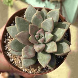 Graptoveria Araluen Gem