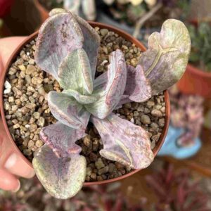 Pachyveria Jocelyn's Joy Variegada