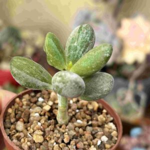Cotyledon Orbiculata cv. Oophylla Variegado Leopard