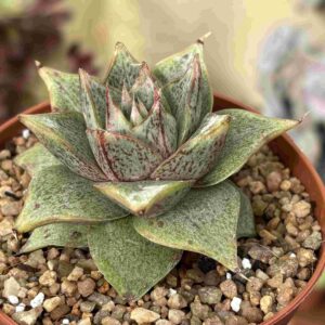 Echeveria Purpusorum